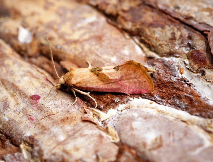 Cochylis roseana Copyright: Ben Sale