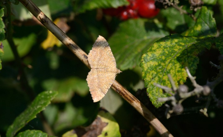 Daytime active moth Copyright: Will Watson