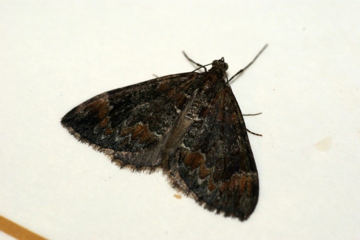 Common Marbled Carpet 5 Copyright: Ben Sale