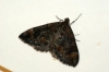 Common Marbled Carpet 5 