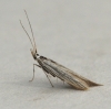 Coleophora argentula 2