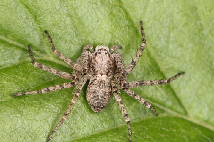 Philodromus buxi female4 Copyright: Peter Harvey