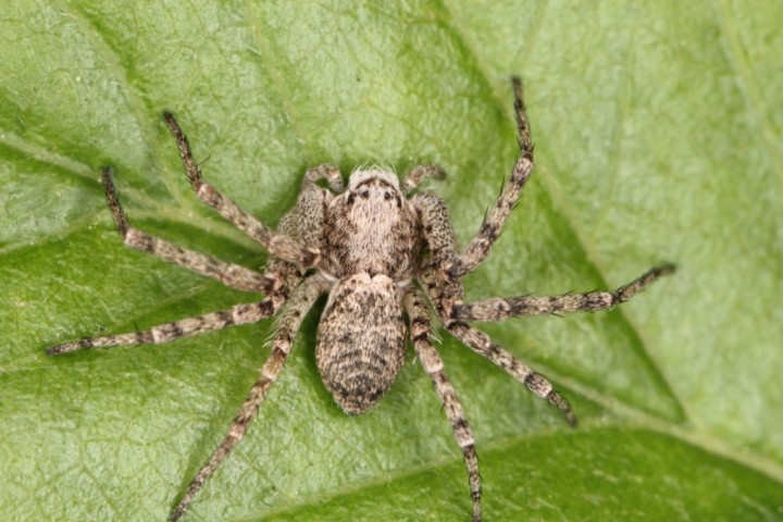 Philodromus buxi female4 Copyright: Peter Harvey