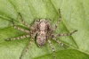 Philodromus buxi female4