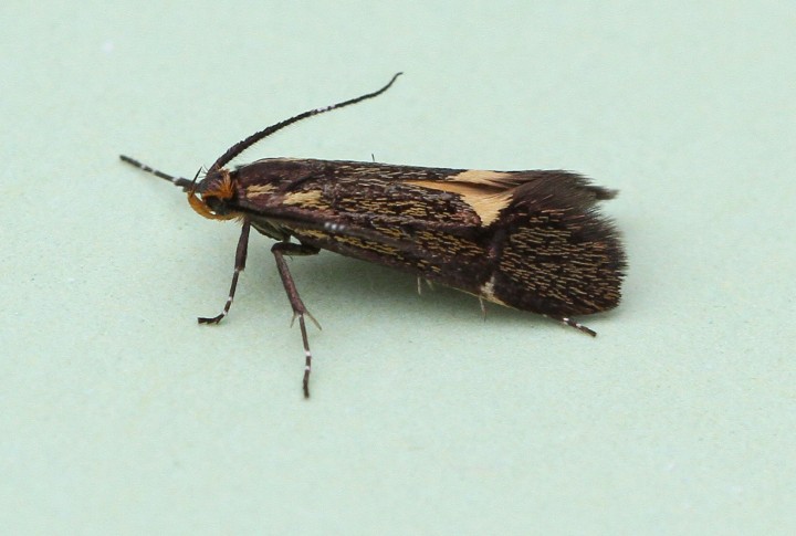 Esperia sulphurella 4 Copyright: Graham Ekins