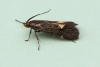 Esperia sulphurella 4 Copyright: Graham Ekins