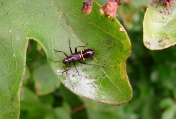 Mystery insect Copyright: Graham Smith