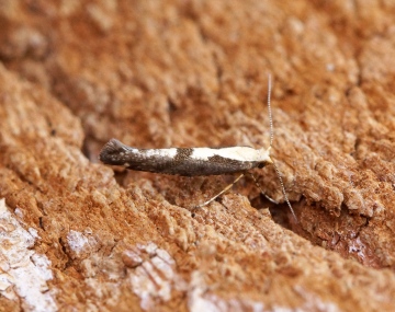 Argyresthia conjugella Copyright: Ben Sale