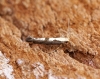 Argyresthia conjugella