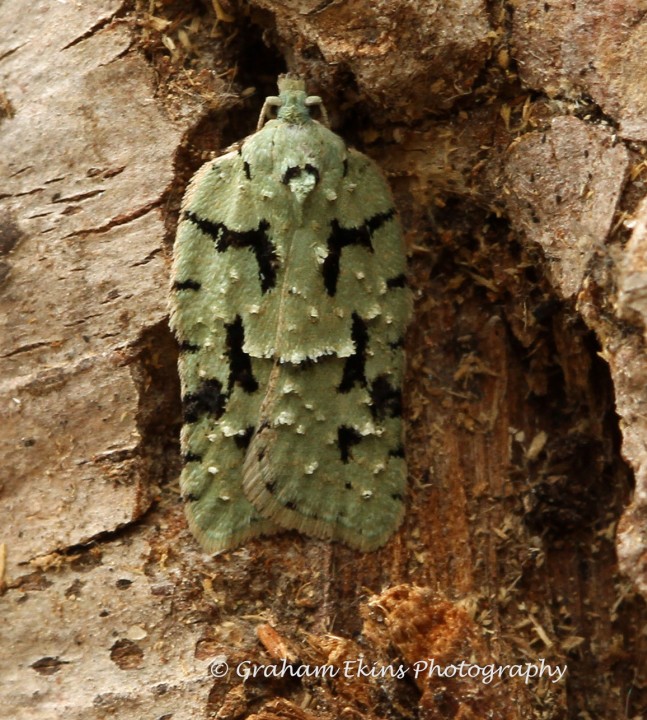 Acleris literana 3 Copyright: Graham Ekins