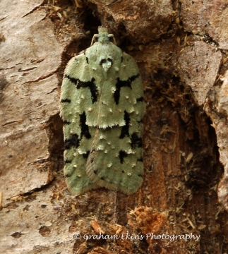 Acleris literana 3 Copyright: Graham Ekins