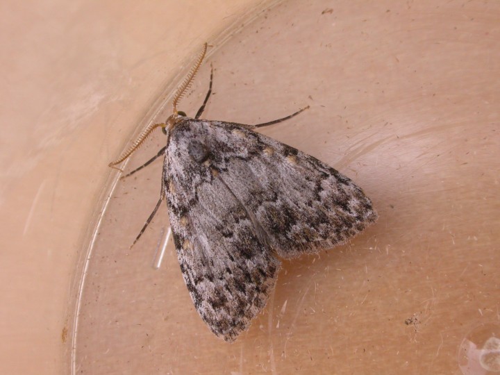 Small Black Arches Copyright: Russell Neave