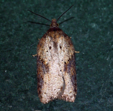 Acleris schalleriana Copyright: Ben Sale