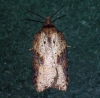 Acleris schalleriana Copyright: Ben Sale