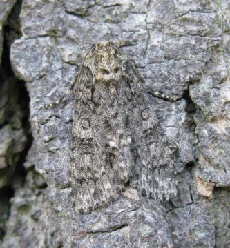 Knot Grass Copyright: Stephen Rolls