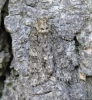 Knot Grass Copyright: Stephen Rolls