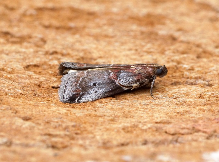 Acrobasis suavella 1 Copyright: Ben Sale