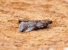 Acrobasis suavella 1 Copyright: Ben Sale