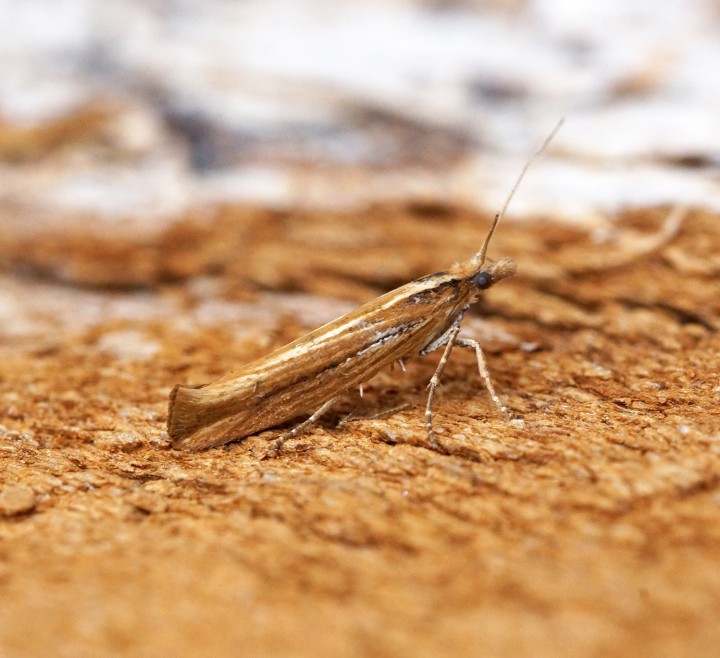 Ypsolopha ustella 10 Copyright: Ben Sale