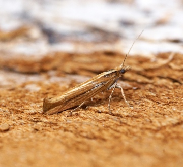 Ypsolopha ustella 10 Copyright: Ben Sale