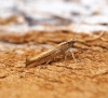 Ypsolopha ustella 10