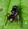 Myolepta dubia 