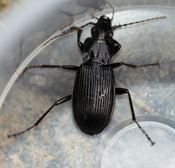 Pterostichus niger Copyright: Robert Smith