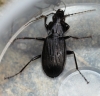 Pterostichus niger