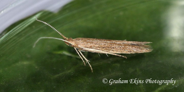 Coleophora saxicolella  GD Copyright: Graham Ekins