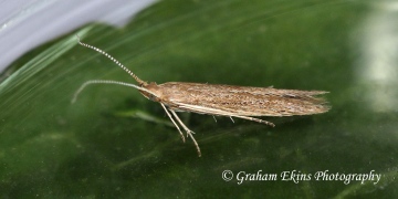 Coleophora saxicolella  GD Copyright: Graham Ekins