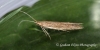 Coleophora saxicolella  GD Copyright: Graham Ekins