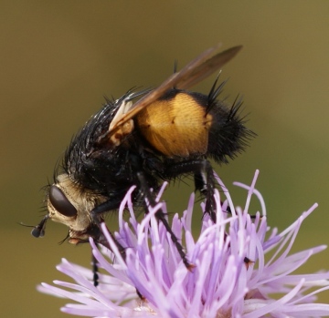 Nowickia ferox - side Copyright: Robert Smith