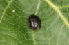 Scirtes hemisphaericus 