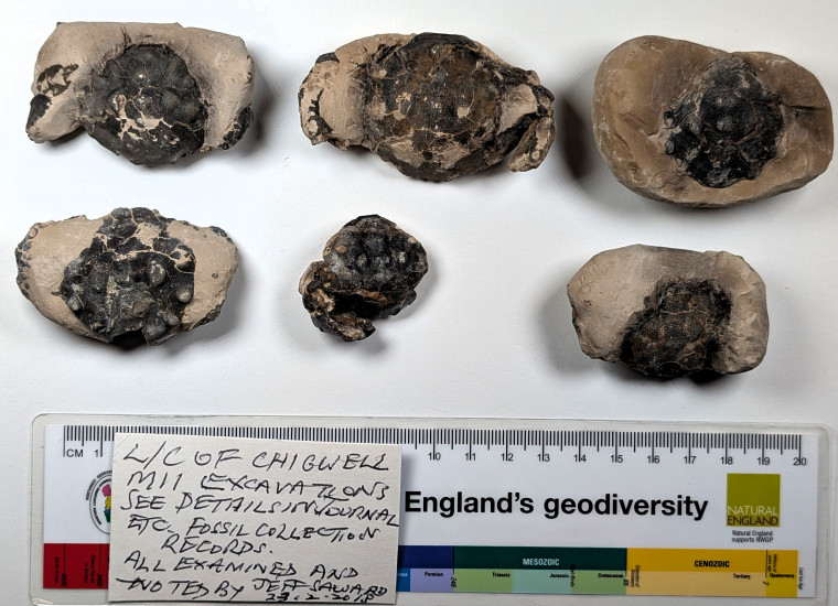 Chigwell Six Fossil Crabs London Clay Copyright: Mike Daniels Collection