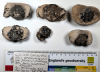 Chigwell Six Fossil Crabs London Clay 