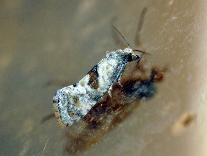 Cochylis hybridella Copyright: Ben Sale