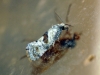 Cochylis hybridella 