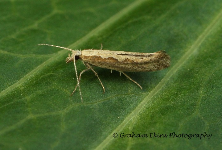 Plutella xylostella 2 Copyright: Graham Ekins