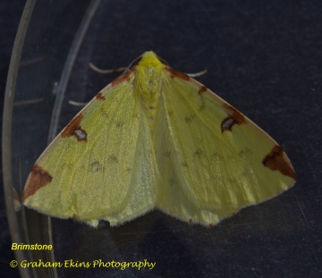 Brimstone  Opisthograptis luteolata Copyright: Graham Ekins