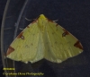 Brimstone  Opisthograptis luteolata Copyright: Graham Ekins