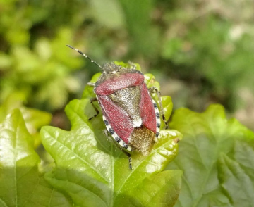 Hairy Shieldbug - Backwarden 15.05.23 Copyright: Peter Squire