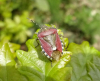 Hairy Shieldbug - Backwarden 15.05.23