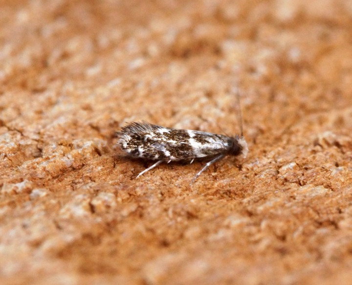 Infurcitinea argentimaculella Copyright: Ben Sale