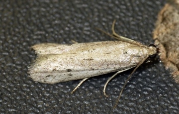 Phycitodes maritima Copyright: Ben Sale