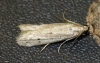 Phycitodes maritima Copyright: Ben Sale