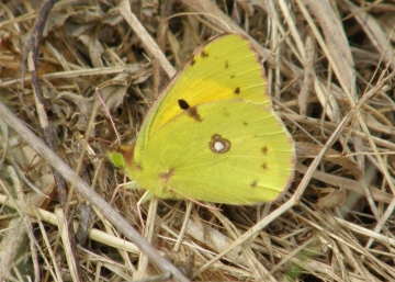Clouded Yellow Copyright: Sue Grayston