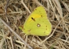 Clouded Yellow 