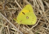 Clouded Yellow