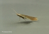 Coleophora milvipennis