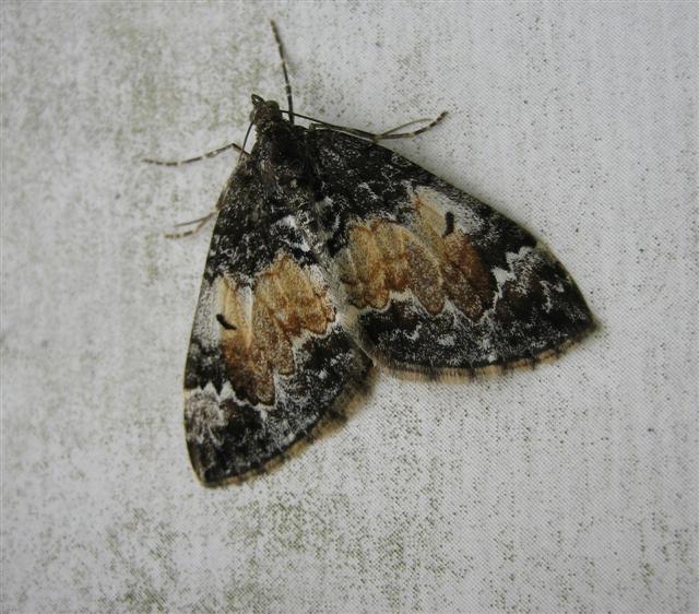 Common Marbled Carpet. Copyright: Stephen Rolls